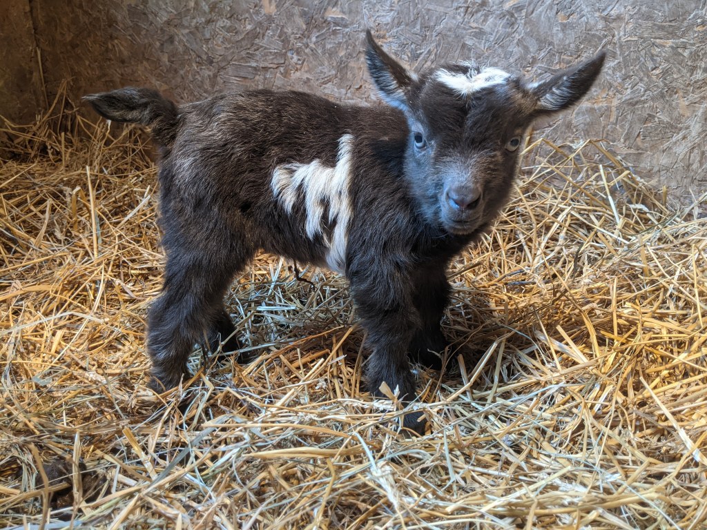 Goat Birth on the Farm